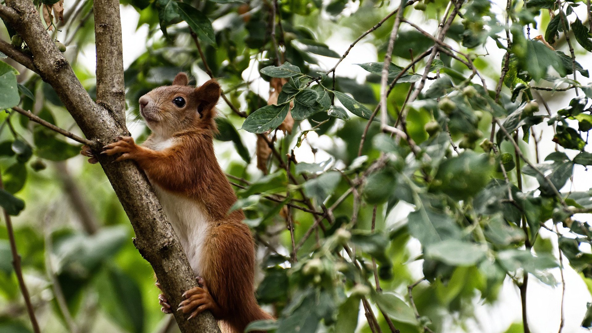 坦克世界“坦克荣耀”全国pk大赛火热进行中
