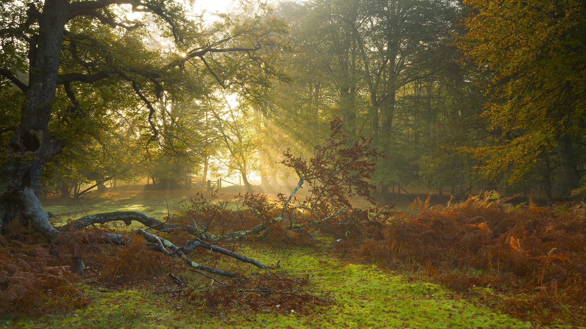弗朗茨·巴图姆在NBA常规赛中贡献稳定,巴图姆生涯